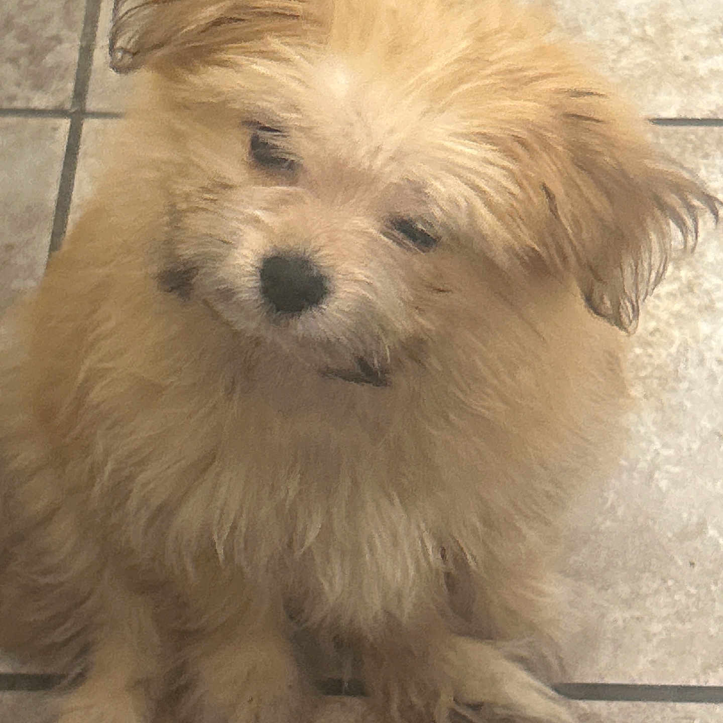 Saddy is registered to the contest to win money with this photo: puppy, dog, pet, fluffy, fur, cute, indoor, tile_floor, small_dog, portrait, animal, young, mammal, looking_up, ears, whiskers, adorable, companion, domestic_animal, curious