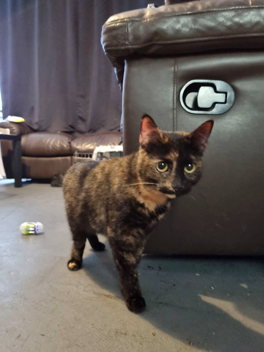 Misty is registered to the contest to win money with this photo: carnivore, cat, couch, curtain, domestic_short_haired_cat, eye, felidae, flooring, fur, grey, mammal, metal, road_surface, sitting, small_to_medium_sized_cats, snout, tail, terrestrial_animal, whiskers, wildlife