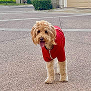 Cooper is registered to the contest to win money with this photo: dog, red_jacket, pavement, outdoor, pet, canine, fur, tongue_out, happy, walking, suburban, house, driveway, greenery, daylight, animal, cute, fluffy, companion, friendly