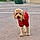 Cooper