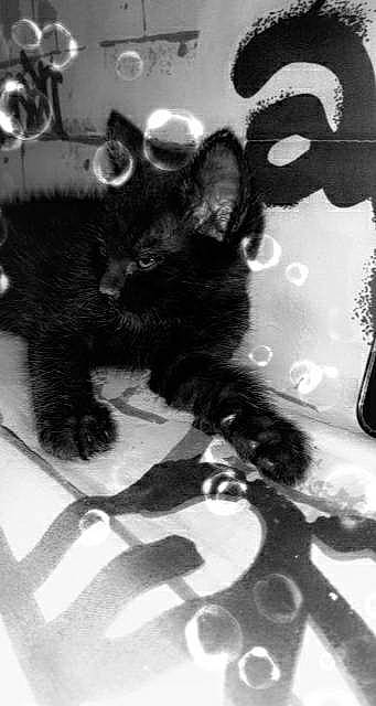 Eclypse a rejoint le concours — aidez-le/la à gagner de superbes lots ! black, black_and_white, black_cat, carnivore, cat, claw, felidae, fur, kitten, monochrome, paw, photography, small_to_medium_sized_cats, style, tail, whiskers