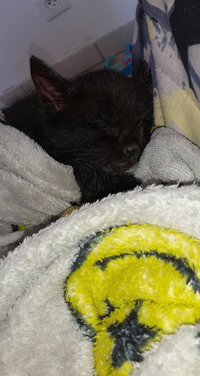 Eclypse participe au concours pour gagner de l'argent avec cette photo : black_cat, carnivore, cat, claw, domestic_short_haired_cat, felidae, fur, kitten, nap, sleep, small_to_medium_sized_cats, snout, tail, whiskers, yellow