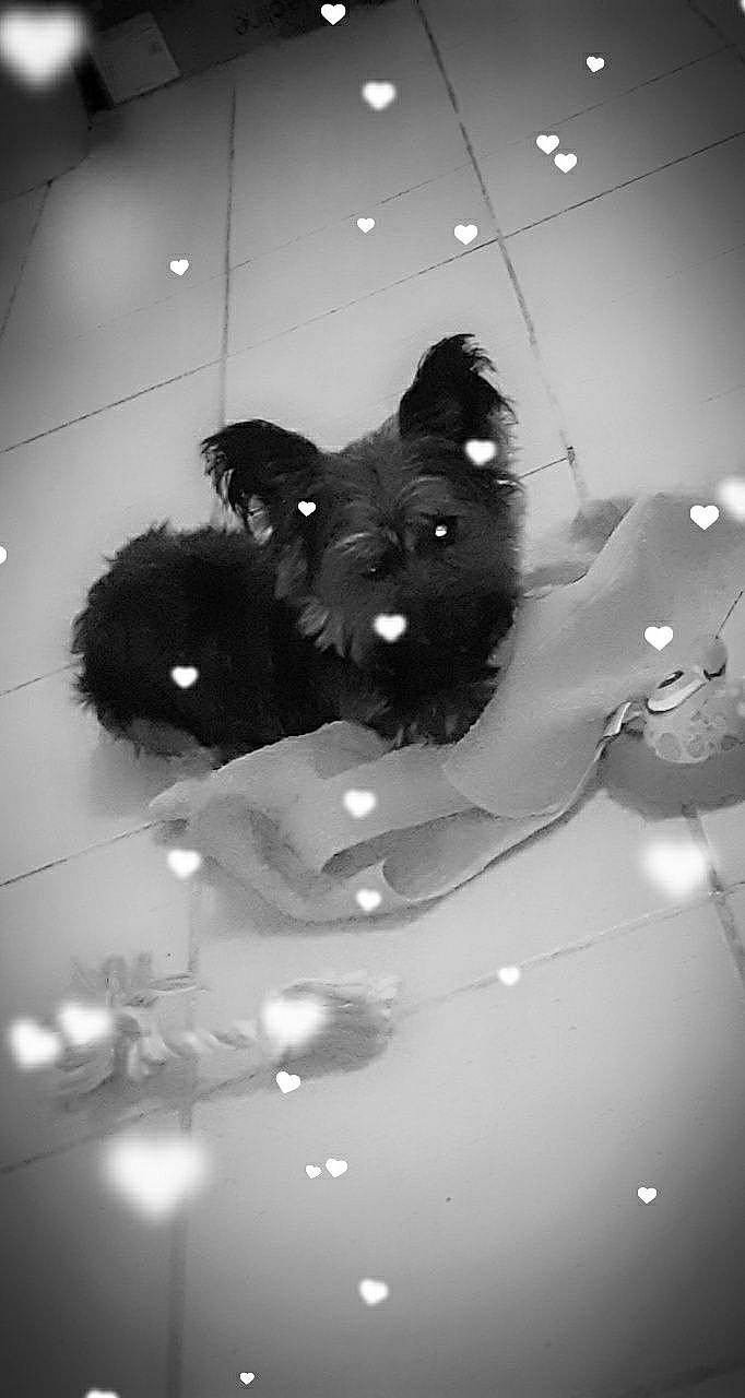 Choco a rejoint le concours — aidez-le/la à gagner de superbes lots ! black, black_and_white, canidae, carnivore, dog, dog_breed, monochrome, scottish_terrier, snout, style, terrier