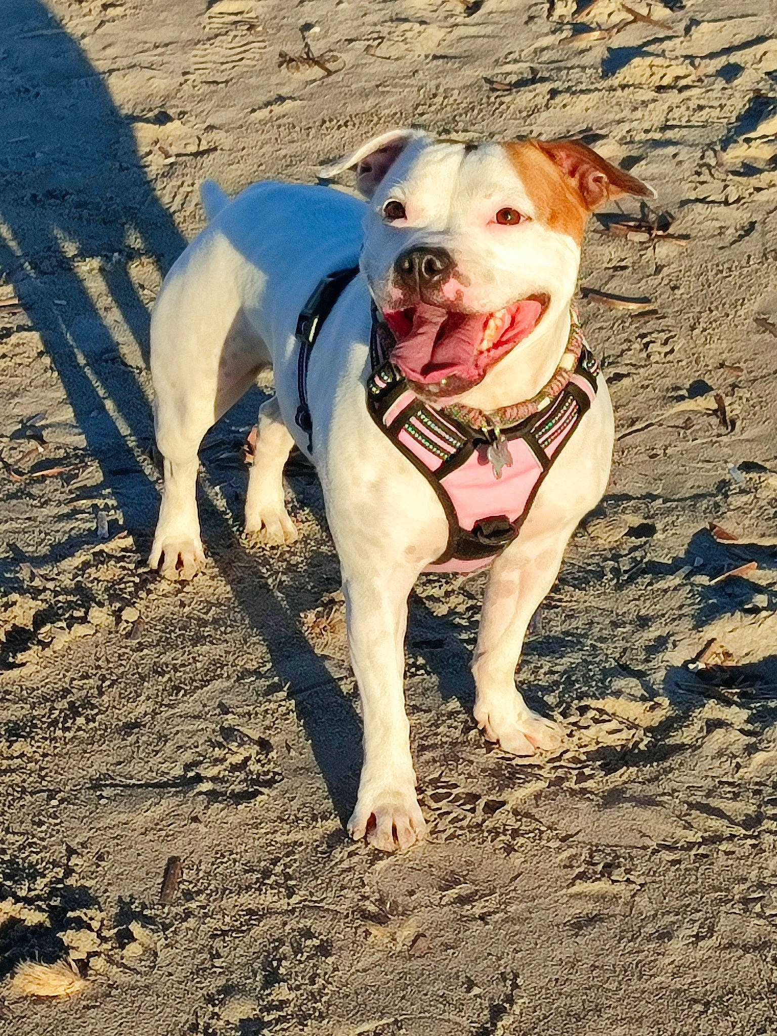 Naïa a rejoint le concours — aidez-le/la à gagner de superbes lots ! carnivore, collar, companion_dog, dog, dog_breed, dog_clothes, dog_collar, dogo_guatemalteco, fawn, molosser, paw, plant, snout, soil, sporting_group, tail, terrestrial_animal, whiskers, working_animal, working_dog