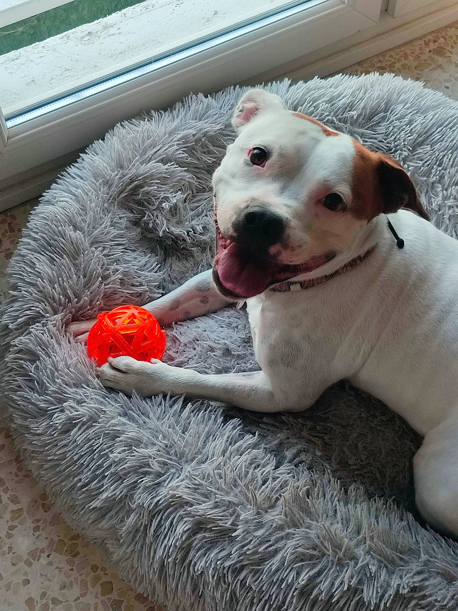 Naïa participe au concours pour gagner de l'argent avec cette photo : canidae, carnivore, collar, companion_dog, dog, dog_breed, dog_collar, dog_supply, fang, fawn, fur, non_sporting_group, paw, pet_supply, snout, sporting_group, tail, whiskers, working_animal, working_dog