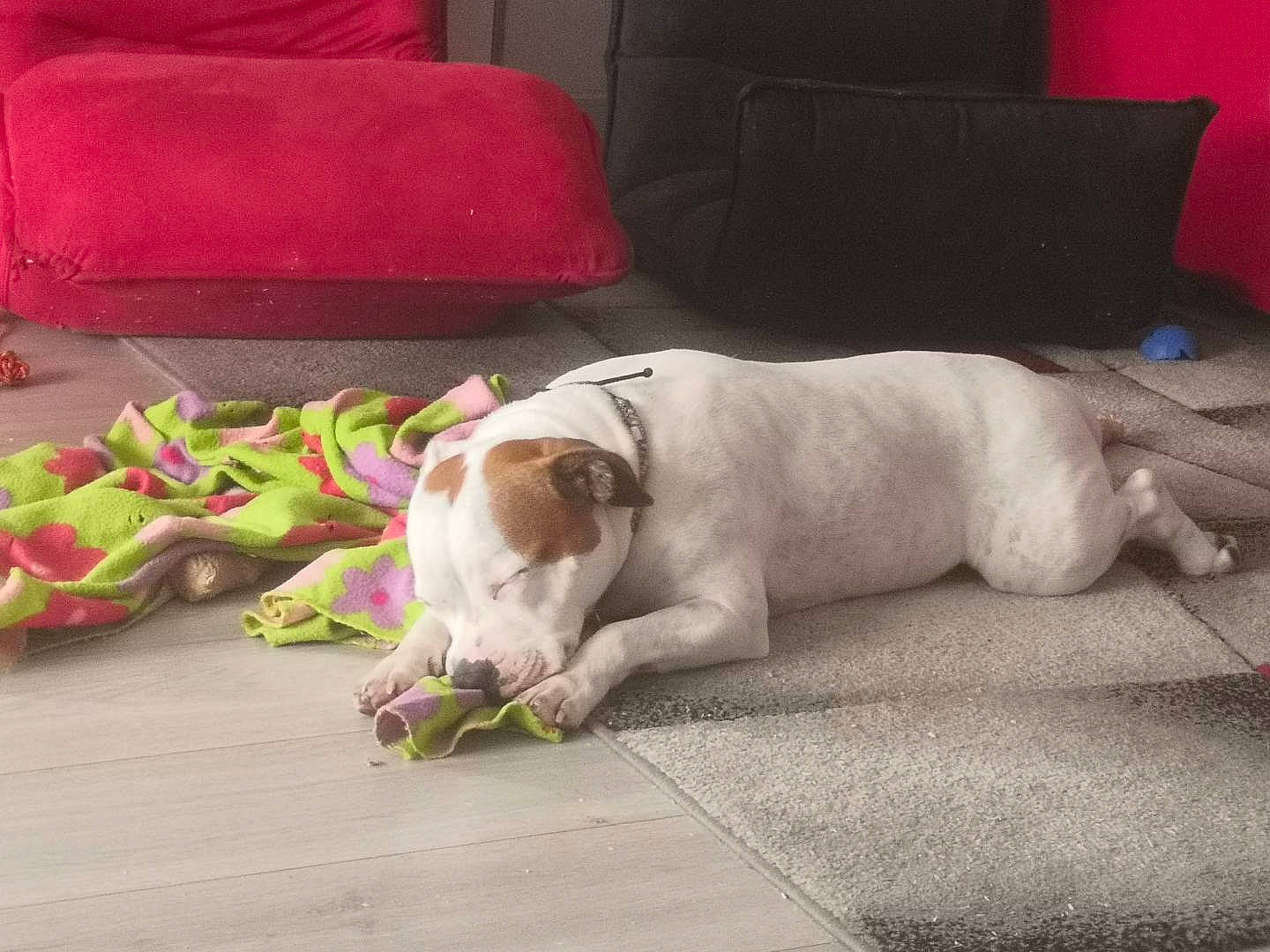 Naïa participe au concours pour gagner de l'argent avec cette photo : canidae, carnivore, chair, collar, comfort, companion_dog, couch, dog, dog_breed, dog_supply, fawn, floor, flooring, hardwood, pet_supply, snout, sporting_group, tail, wood, working_animal