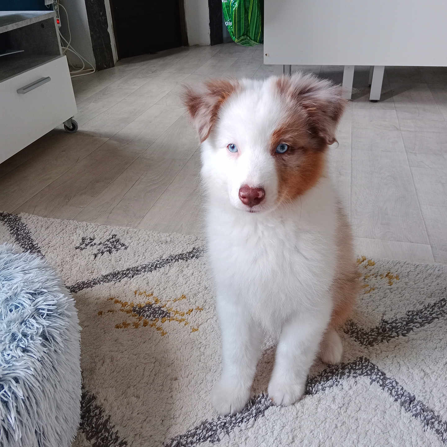 Arès a rejoint le concours — aidez-le/la à gagner de superbes lots ! accessories, animal, architecture, bag, building, canine, collie, couch, dog, eskimodog, furniture, handbag, hardwood, husky, indoors, livingroom, pet, puppy, room, wood