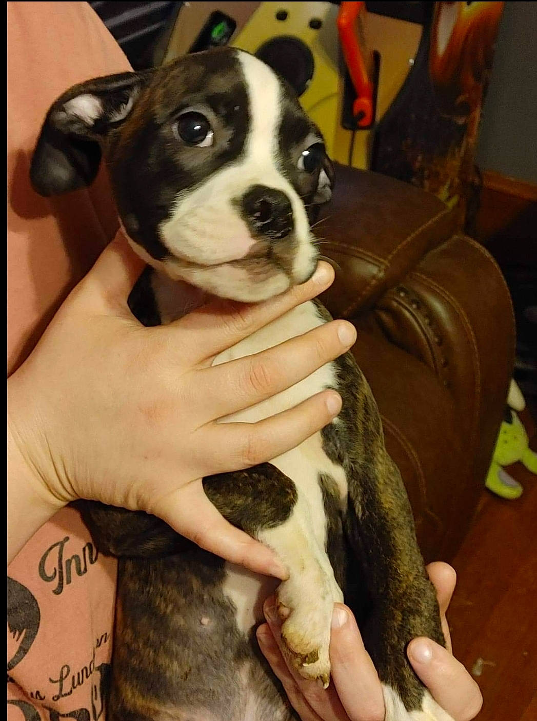 Obi-wan Kenobi joined the competition — help win amazing prizes! bag, bored, boston_terrier, canidae, carnivore, chair, comfort, companion_dog, couch, dog, dog_breed, fawn, fur, luggage_and_bags, non_sporting_group, sitting, snout, sporting_group, whiskers, working_animal