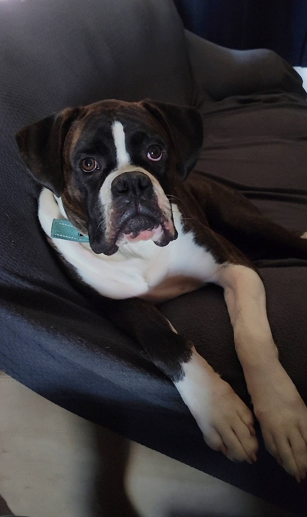 Sir Solo Khaos Wigglebutt joined the competition — help win amazing prizes! bored, boston_terrier, canidae, carnivore, comfort, companion_dog, couch, dog, dog_breed, dog_collar, dog_supply, fawn, molosser, non_sporting_group, sleeper_chair, snout, sporting_group, whiskers, working_animal, wrinkle