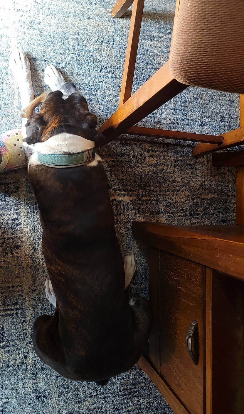 Sir Solo Khaos Wigglebutt joined the competition — help win amazing prizes! brown, carnivore, chair, collar, comfort, companion_dog, dog, dog_breed, dog_collar, fawn, hardwood, human_leg, liver, pet_supply, snout, sporting_group, tail, window, wood, working_animal