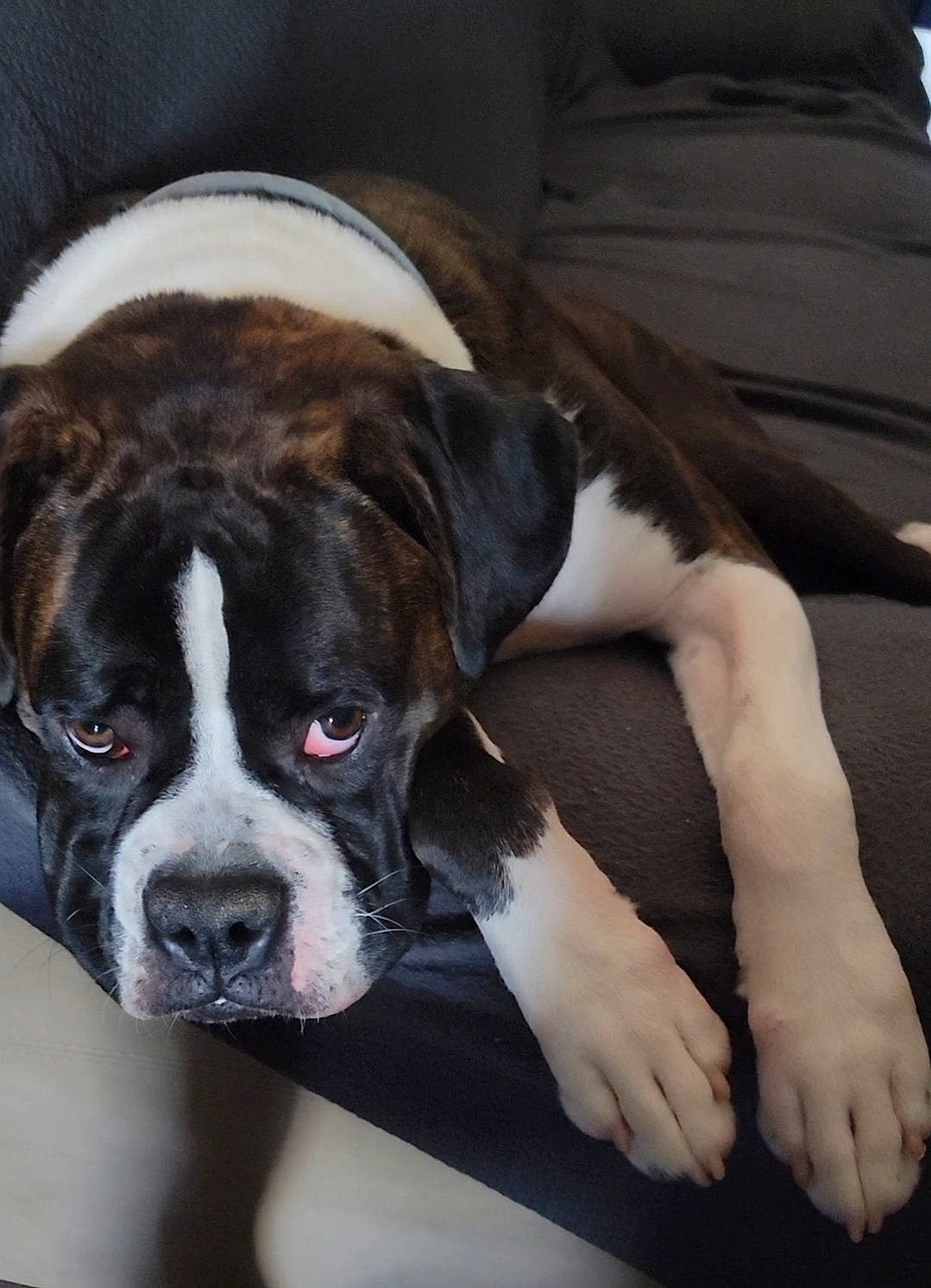 Sir Solo Khaos Wigglebutt is registered to the contest to win money with this photo: boxer, canidae, carnivore, comfort, companion_dog, couch, dog, dog_breed, ear, fawn, fur, non_sporting_group, pillow, sleeper_chair, snout, sporting_group, whiskers, working_animal, working_dog