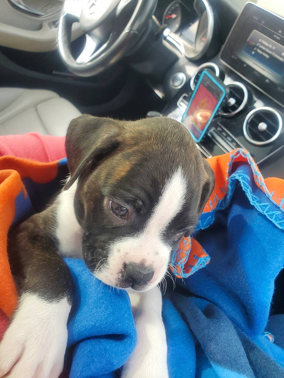 Sir Solo Khaos Wigglebutt joined the competition — help win amazing prizes! auto_part, automotive_design, automotive_lighting, automotive_tire, car, carnivore, center_console, collar, companion_dog, dog, dog_breed, fender, motor_vehicle, personal_luxury_car, steering_part, steering_wheel, tire, vehicle, vehicle_door, wheel