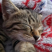 Purple participe au concours pour gagner de l'argent avec cette photo : animal, blanket, cat, close_up, cozy, cute, domestic_cat, furry, indoor, kitten, knitted, paw, peaceful, pet, relaxed, resting, sleeping, soft, tabby, whiskers