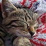 animal, blanket, cat, close_up, cozy, cute, domestic_cat, furry, indoor, kitten, knitted, paw, peaceful, pet, relaxed, resting, sleeping, soft, tabby, whiskers
