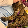 Purple a rejoint le concours — aidez-le/la à gagner de superbes lots ! animal, blanket, cat, claw, comfort, cozy, cute, fur, green, hand, human, indoor, paw, pet, purple, relaxed, resting, sleeping, tabby, yarn