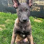 Brasko a rejoint le concours — aidez-le/la à gagner de superbes lots ! dog, puppy, canine, sitting, outdoor, grass, portrait, close_up, large_ears, upright_ears, brown_fur, dark_fur, face, eyes, nose, front_view, alert, young_animal, backyard, nature