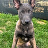 dog, puppy, canine, sitting, outdoor, grass, portrait, close_up, large_ears, upright_ears, brown_fur, dark_fur, face, eyes, nose, front_view, alert, young_animal, backyard, nature