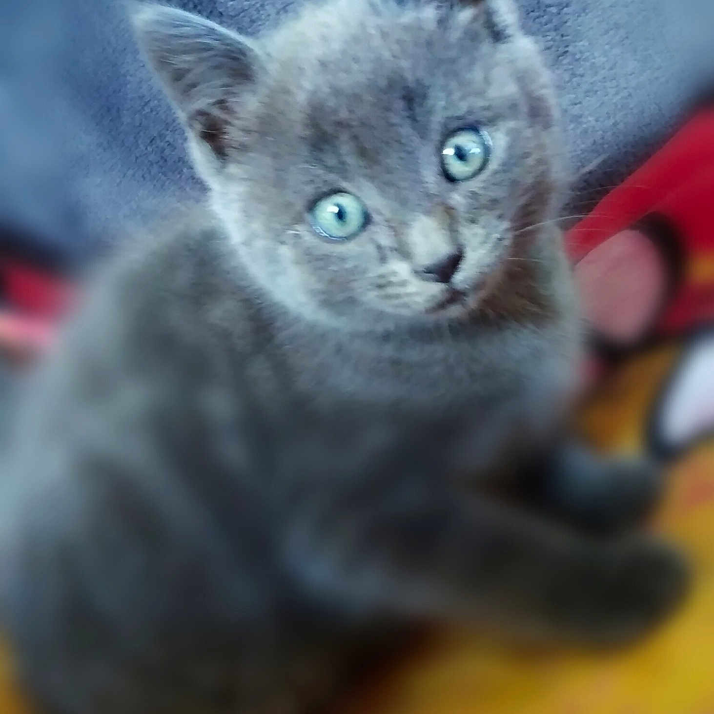 Calina