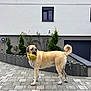 Tilla a rejoint le concours — aidez-le/la à gagner de superbes lots ! animal, beige_dog, building, bushes, canine, curled_tail, daylight, dog, fur, garden, modern_house, outdoor, paved_driveway, pet, playful, tail, toy, walking, window, yellow_toy