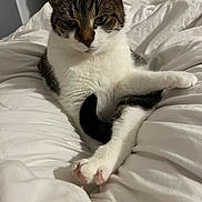 Minna participe au concours pour gagner de l'argent avec cette photo : animal, bed, blanket, cat, comfort, cozy, cute, domestic, feline, fur, indoor, paws, pet, relaxed, resting, sleepy, tabby, tail, whiskers, white