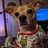 dog, close_up, indoor, clothing, pet, small_dog, curious, grinch_pattern, shirt, eyes, face, ears, door, television, footwear, blanket, furniture, living_room, relaxed, cozy