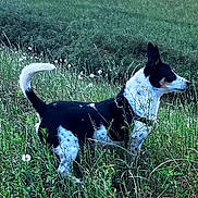 Milo is registered to the contest to win money with this photo: dog, black_and_white, grass, dandelion, field, outdoor, animal, pet, nature, ears_up, collar, greenery, suburban, side_view, alert, canine, summer, plant, wildflowers, daylight