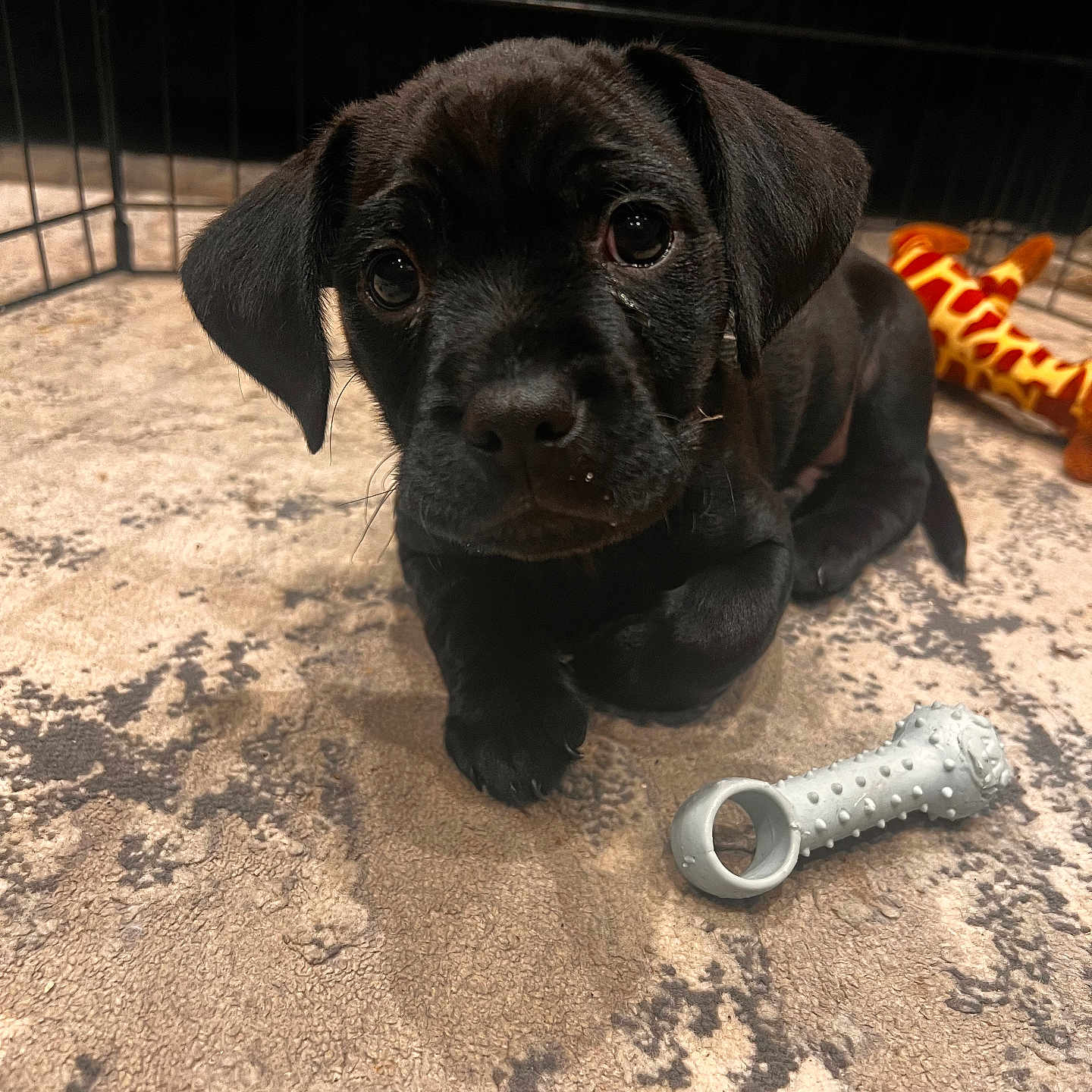 Diesel is registered to the contest to win money with this photo: accessories, animal, boxer, bulldog, canine, cockerspaniel, dog, frenchbulldog, giraffe, hound, indoors, labradorretriever, machine, pet, pitbull, pointer, pug, puppy, spoke, strap