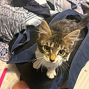 Tom joined the competition — help win amazing prizes! blanket, blue_bag, casual, cat, close_up, cozy, curious, denim, feline, indoor, kitten, knee, looking_up, messy_background, pet, small_animal, soft_fur, striped_cat, whiskers, young_cat