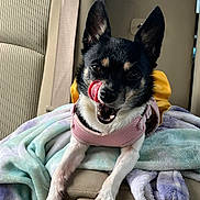 Sadie Mae is registered to the contest to win money with this photo: animal, blanket, car_seat, companion, cute, dog, ears, fur, interior, licking_nose, paw, pet, pink_harness, playful, resting, seatbelt, small_dog, tongue, travel, yellow_outfit
