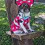 Sadie Mae joined the competition — help win amazing prizes! animal, backyard, bow, collar, costume, cute, dog, expression, fence, grass, nature, outdoor, pet, pet_accessory, polka_dot, red_dress, sitting, small_dog, sunlight, wooden_chair
