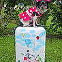 Sadie Mae joined the competition — help win amazing prizes! animal, bicycle_illustration, bow, cute, dog, dress, eiffel_tower_illustration, fashion, grass, greenery, hot_air_balloon_illustration, nature, outdoor, pet, polka_dot, portrait, small_dog, suitcase, travel_theme, tree