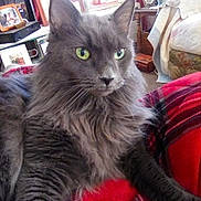 Shadow is registered to the contest to win money with this photo: cat, gray_cat, green_eyes, fluffy_fur, pet, indoor, living_room, blanket, plaid_pattern, furniture, photoframe, television, curtains, lamp, cozy, relaxed, household_items, table, wooden_furniture, comfort