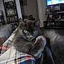 Shadow joined the competition — help win amazing prizes! cat, gray_cat, pet, animal, indoor, blanket, plaid, furniture, living_room, television, photoframes, cozy, relaxed, fur, mammal, domestic_animal, resting, couch, closeup, portrait