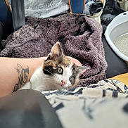 Louna a rejoint le concours — aidez-le/la à gagner de superbes lots ! kitten, cat, calico, blanket, tattoo, arm, car_interior, seatbelt, litter_box, star_pattern, fur, pet, curious, closeup, animal, cozy, resting, seat, travel, young_cat