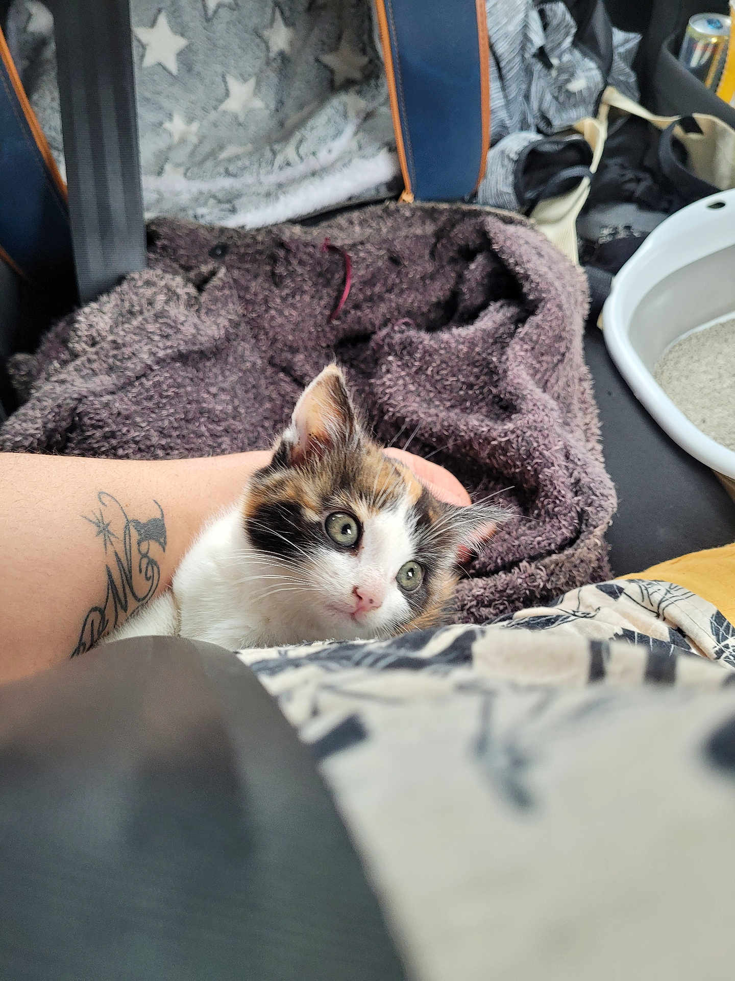 Louna a rejoint le concours — aidez-le/la à gagner de superbes lots ! kitten, cat, calico, blanket, tattoo, arm, car_interior, seatbelt, litter_box, star_pattern, fur, pet, curious, closeup, animal, cozy, resting, seat, travel, young_cat
