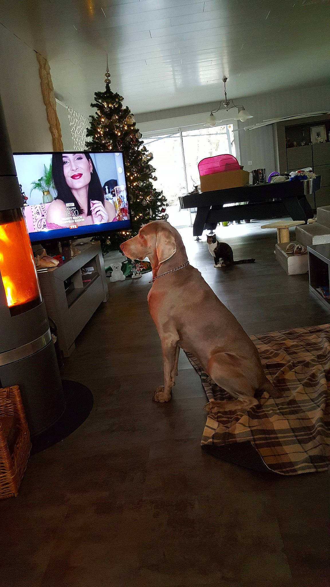 Isis participe au concours pour gagner de l'argent avec cette photo : boerboel, bullmastiff, canidae, carnivore, companion_dog, dog, dog_breed, fawn, floor, flooring, guard_dog, headwear, non_sporting_group, person, pink, rhodesian_ridgeback, sporting_group, vizsla