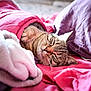 Suri participe au concours pour gagner de l'argent avec cette photo : cat, tabby_cat, sleeping, cozy, blanket, bed, pillow, pink, purple, fur, whiskers, relaxation, indoors, cute, pet, animal, soft, nap, comfort, domestic
