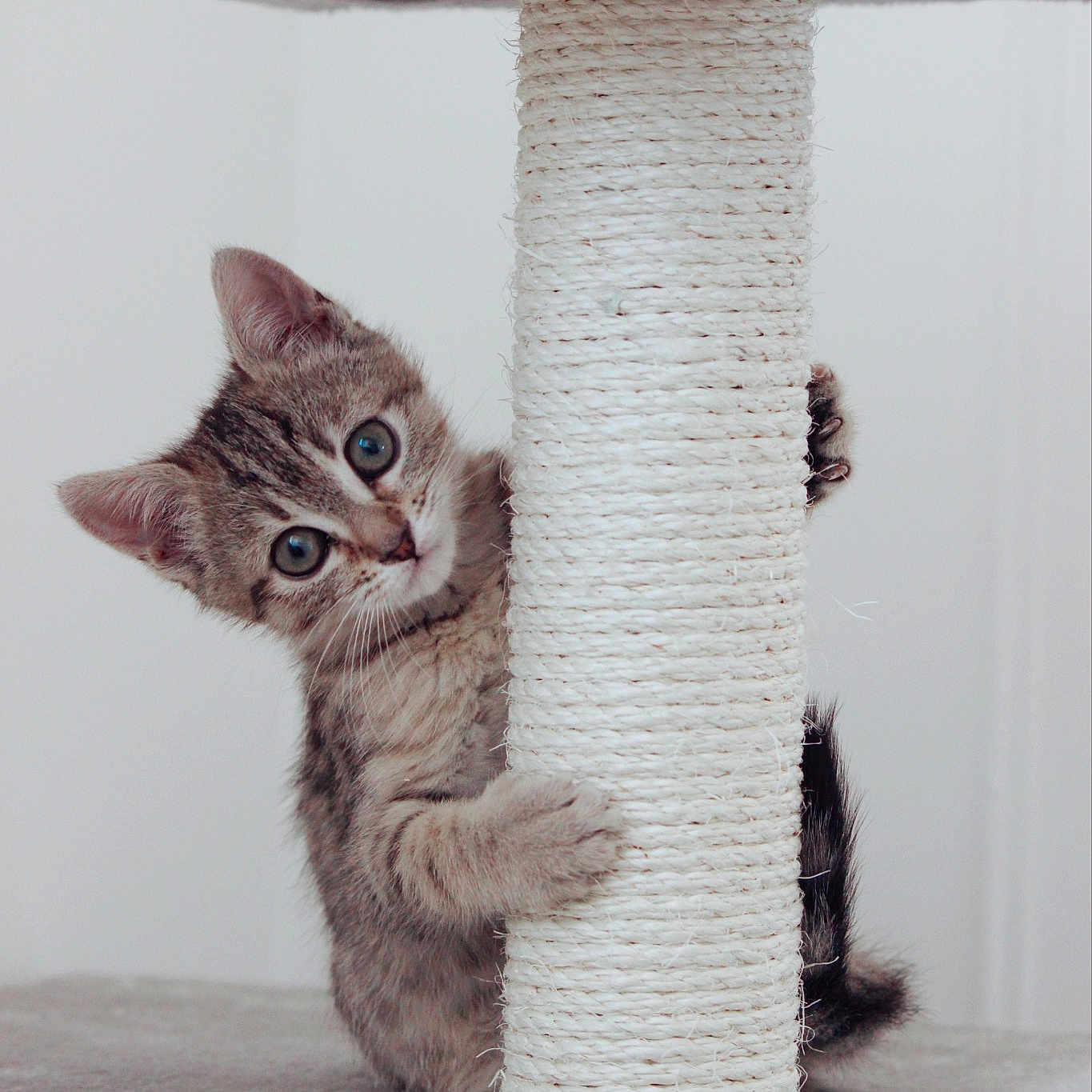 Suri