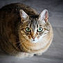Suri participe au concours pour gagner de l'argent avec cette photo : cat, tabby, green_eyes, whiskers, ears, fur, pet, animal, close_up, floor, indoor, looking_up, cute, domestic_cat, feline, mammal, portrait, sitting, soft_light, blurred_background