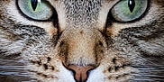 Suri participe au concours pour gagner de l'argent avec cette photo : cat, close_up, green_eyes, fur, whiskers, animal, pet, face, portrait, feline, mammal, cute, domestic_cat, tabby, nose, eyes, macro, texture, wildlife, nature