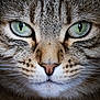 cat, close_up, green_eyes, fur, whiskers, animal, pet, face, portrait, feline, mammal, cute, domestic_cat, tabby, nose, eyes, macro, texture, wildlife, nature