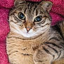 cat, tabby, pet, animal, feline, cute, fur, whiskers, ears, eyes, pink_towel, cozy, relaxed, portrait, domestic_cat, closeup, sleepy, soft, cute_pet, resting