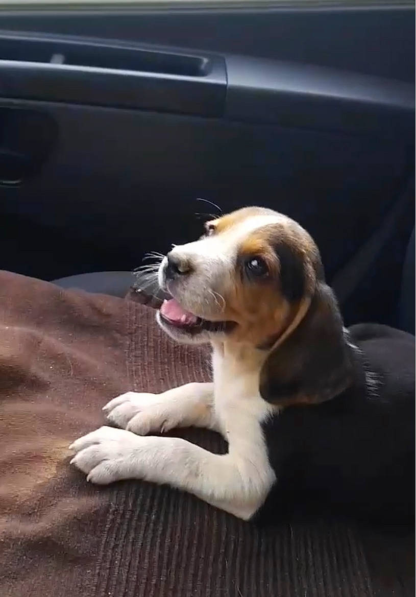 Pepsi participe au concours pour gagner de l'argent avec cette photo : auto_part, automotive_exterior, automotive_lighting, canidae, carnivore, collar, companion_dog, dog, dog_breed, dog_collar, door, fawn, fur, scent_hound, snout, sporting_group, vehicle_door, whiskers, windshield, working_animal