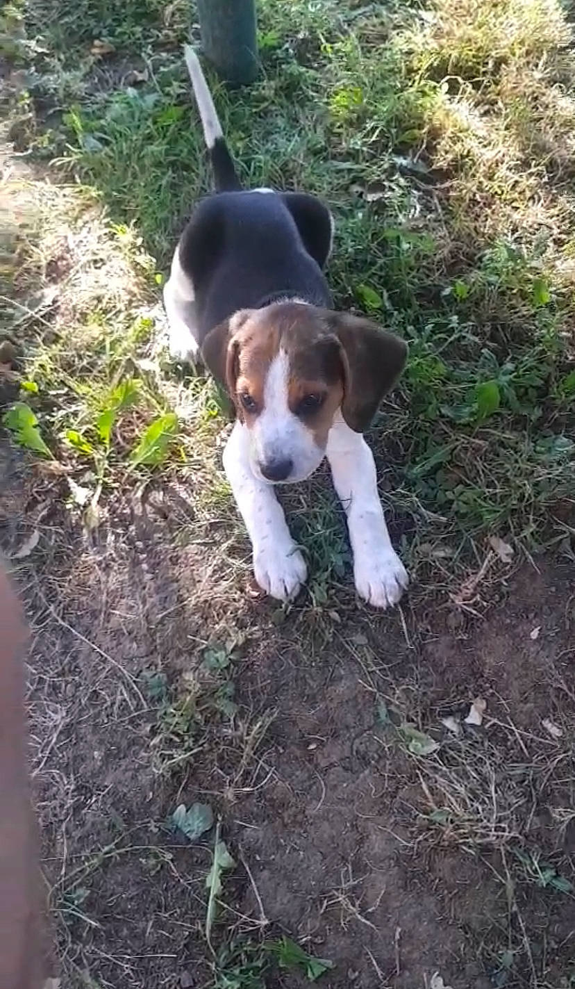 Pepsi participe au concours pour gagner de l'argent avec cette photo : beagle_harrier, canidae, carnivore, companion_dog, dog, dog_breed, fawn, fur, grass, groundcover, hound, plant, snout, soil, sporting_group, tail, terrestrial_animal, terrestrial_plant, wildlife, working_animal