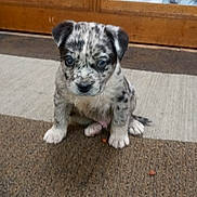 Zeke joined the competition — help win amazing prizes! puppy, dog, indoor, carpet, brown, white, black, spotted, young, pet, cute, animal, floor, door, wood, sitting, small, fur, ears, eyes