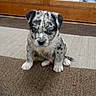animal, black, brown, carpet, cute, dog, door, ears, eyes, floor, fur, indoor, pet, puppy, sitting, small, spotted, white, wood, young