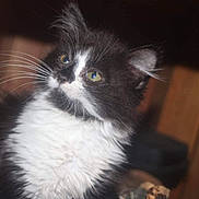 Prince And Dj is registered to the contest to win money with this photo: cat, kitten, black_and_white, fur, whiskers, green_eyes, portrait, close_up, indoor, wood, shelf, pet, domestic_animal, fluffy, curiosity, head_tilt, looking_up, cute, young, feline