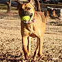 Conan joined the competition — help win amazing prizes! dog, canine, tennis_ball, running, outdoor, grass, field, autumn_leaves, brown_fur, collar, fetching, motion, action_shot, pet, playful, park, sunny, close_up, front_view, walking