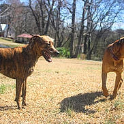 Conan joined the competition — help win amazing prizes! animal, brindle_dog, brown_dog, canine, collar, daytime, dog, dogs, grass, happy, house, nature, outdoor, pet, playing, shadow, sunny, tennis_ball, trees, yard