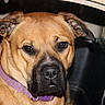 Conan joined the competition — help win amazing prizes! animal, brown_dog, close_up, collar, crate, dog, ears, eyes, face, flash_reflection, indoor, metal_grate, muzzle, nose, pet, plastic_crate, portrait, purple_collar, sad_expression, whiskers